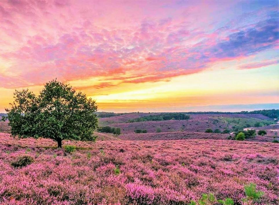 Boshuisje Met Sauna In Hoenderloo Esterno foto